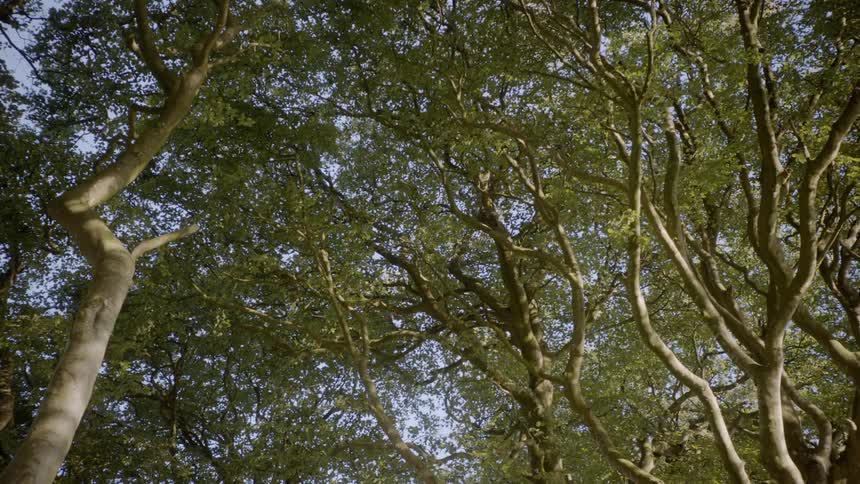 Green leaves cover tree branches standing overhead