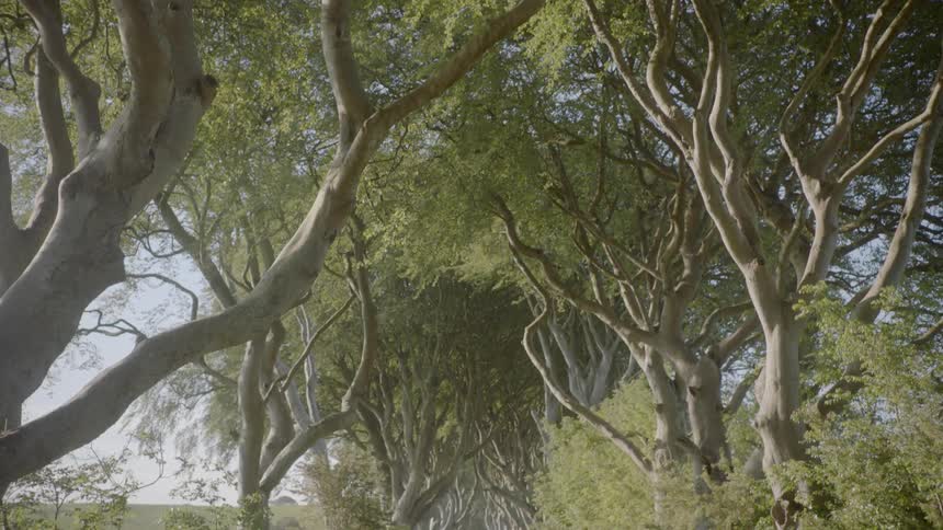 Sun shines on trees lining a dirt road