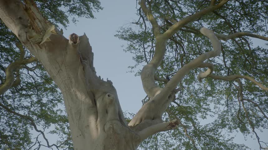 A tree with oddly bent branches grows in a forest