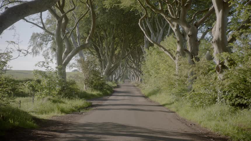 A road with trees and plants and the sky in the background