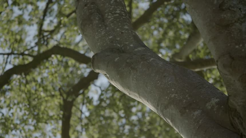 A tree is lit by sunlight