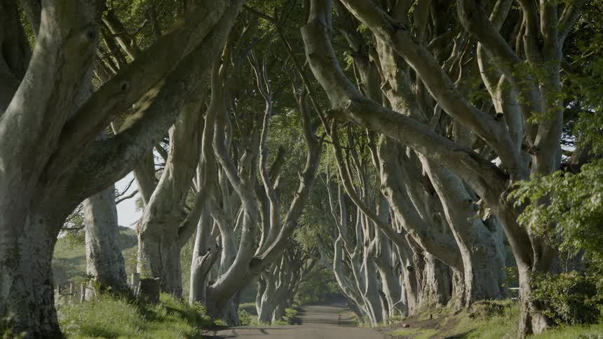 Large windy trees line both sides of a street