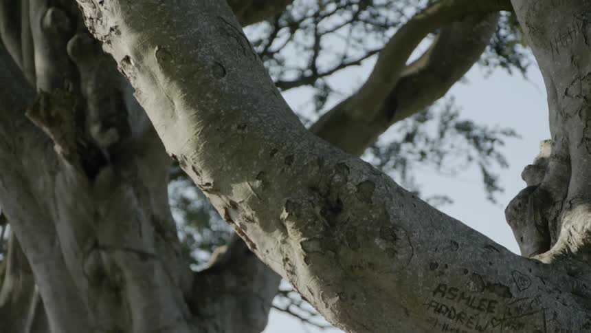 Names are carved on a tree branch