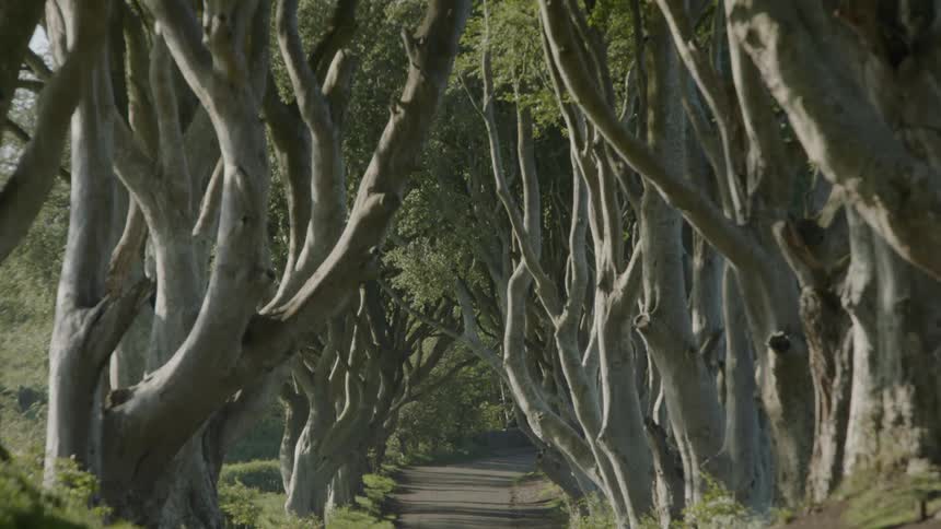 A tree lined narrow path on a mild gradient on a sunny day