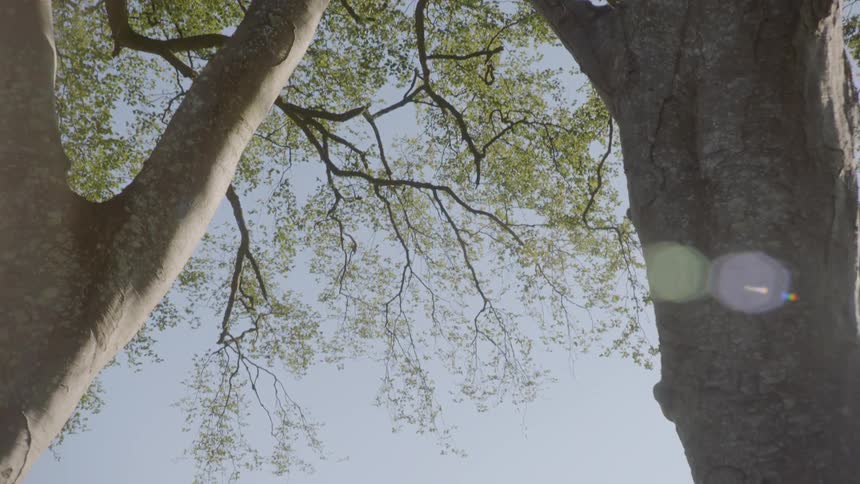 Tree trunks reach up to the sky