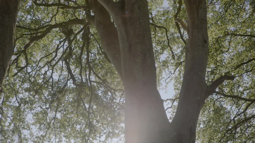 Bird flies through lower tree branches