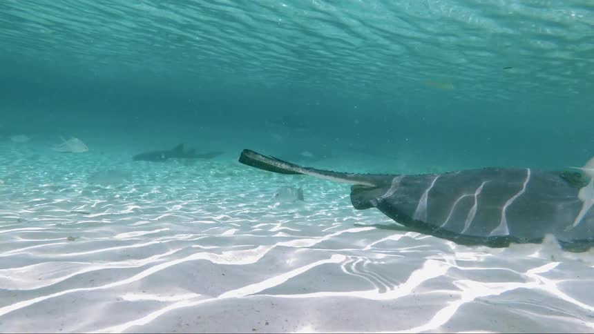 A large ray swims along the bottom past fish