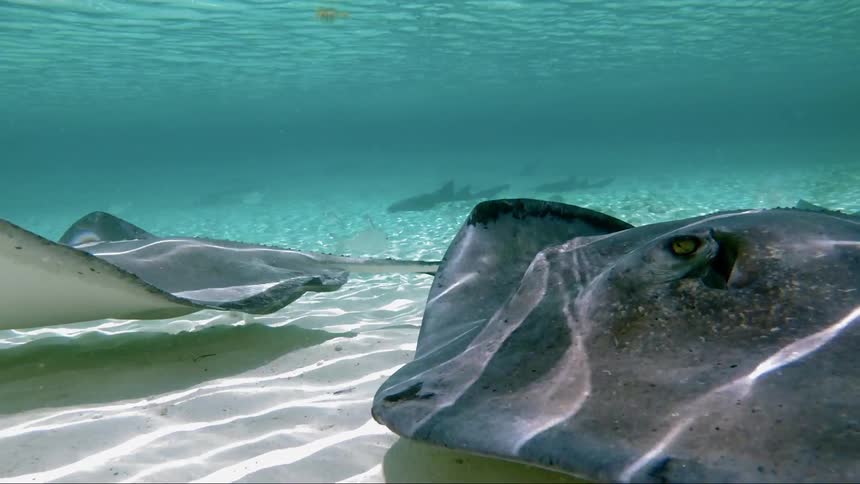 Sting rays swim across the ocean floor