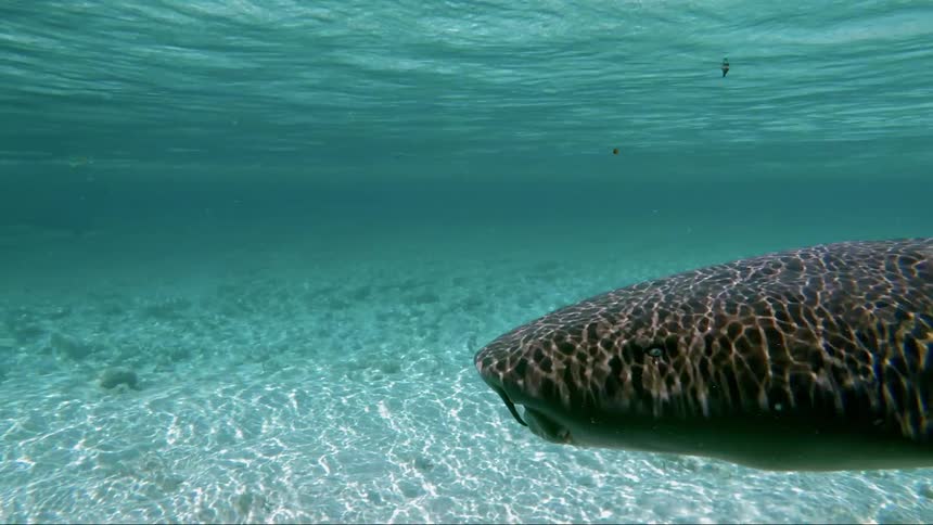 Whale shark swims past other fish and sharks near sea floor