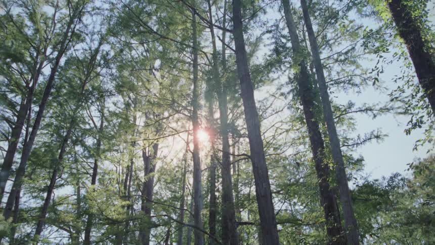 Sun shines through tall pine trees