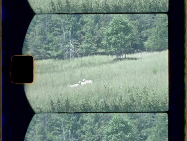 Goats playing in a field out in the wilderness