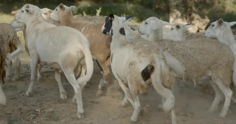 A herd of sheep run through a dirtfield