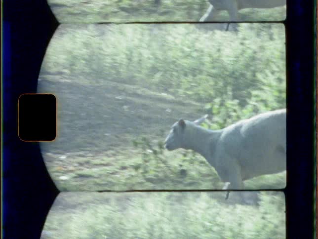 A group of goats running around a farm