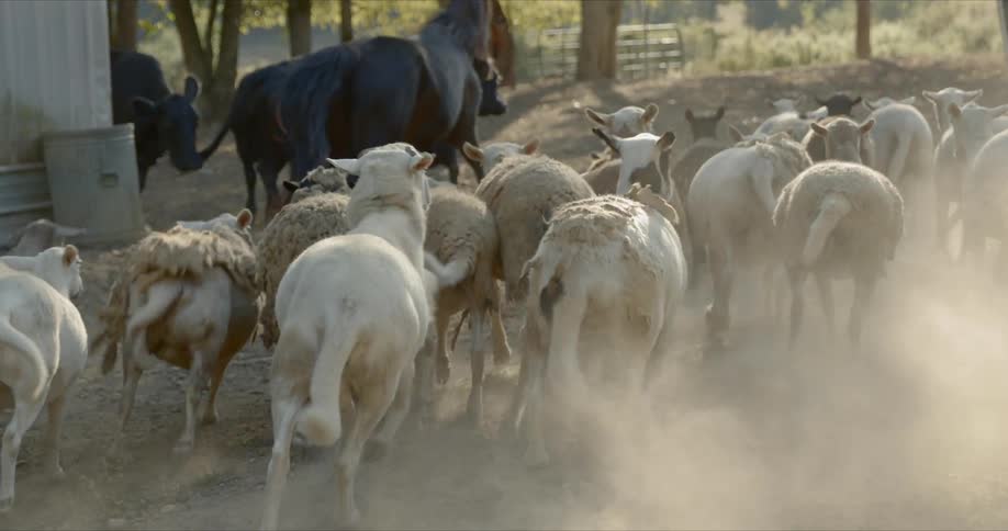A herd of shorn sheep follow a horse around the farm yard past the cows