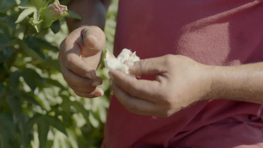 Man wearing red t shirt holds cotton flower in the field on a sunny day