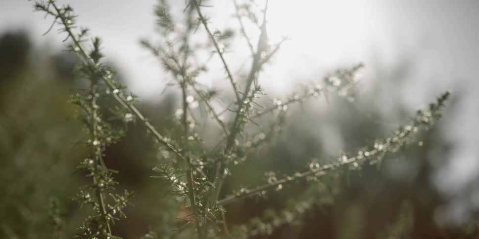 The small branches and needles on a young tree with sun shining on them