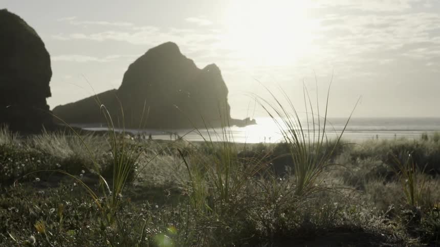 Coastal Grass Blowing in Strong Sea Breeze Along Quiet Sandy Beach Landscape.