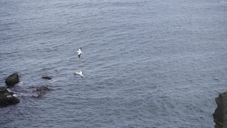 Birds fly over a large body of water with cliffs on a cloudy day