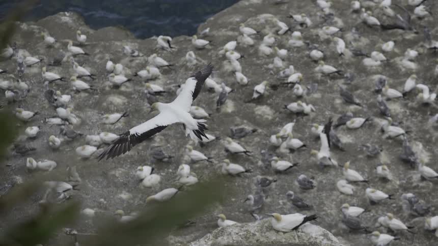 A seagull soars over a flock of resting birds