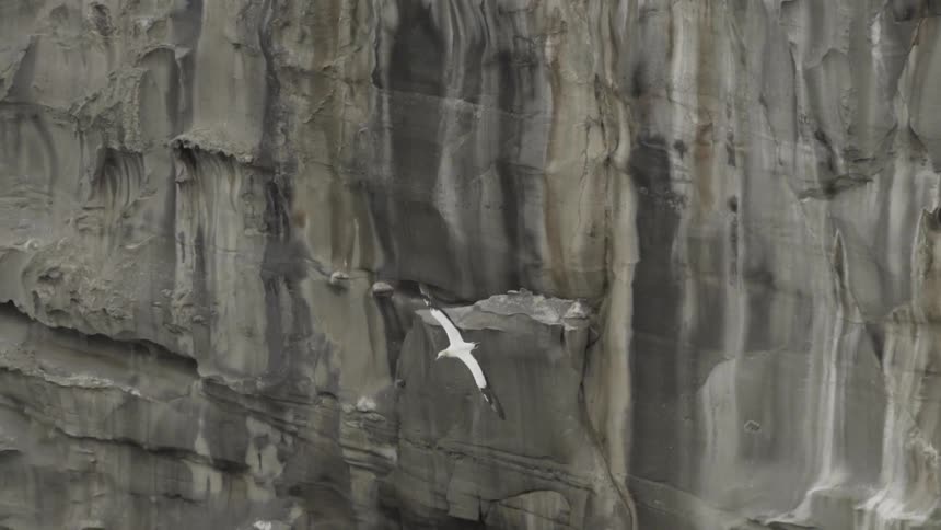 Seabird Gliding Over the Sea During a Calm Scenic Ocean Sunrise.