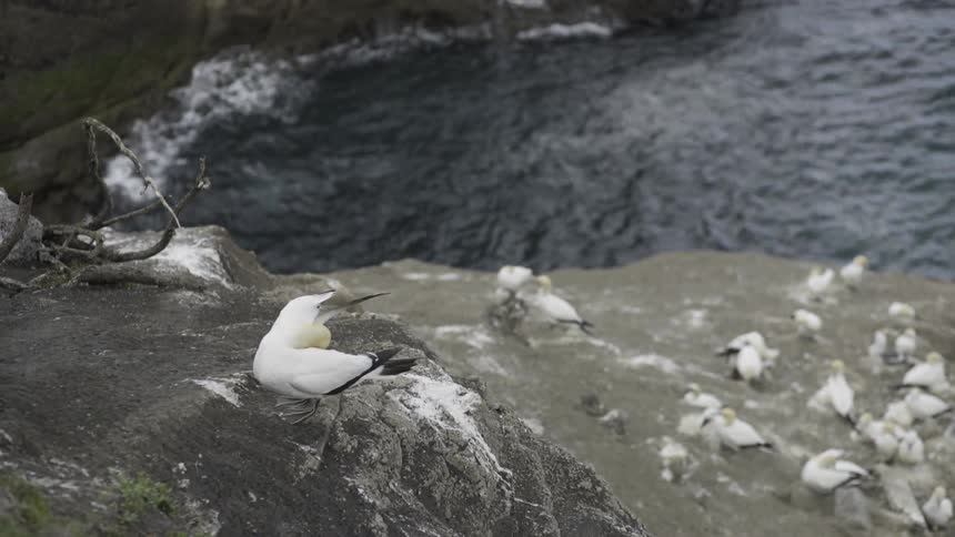Majestic Seabirds Take Flight from Tranquil Beach at Sunrise 4K Slow Motion.