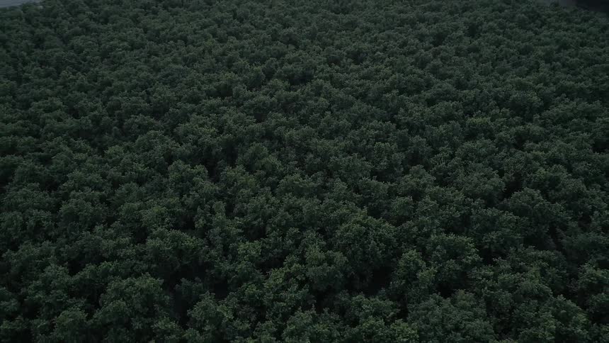 Aerial view of a forest
