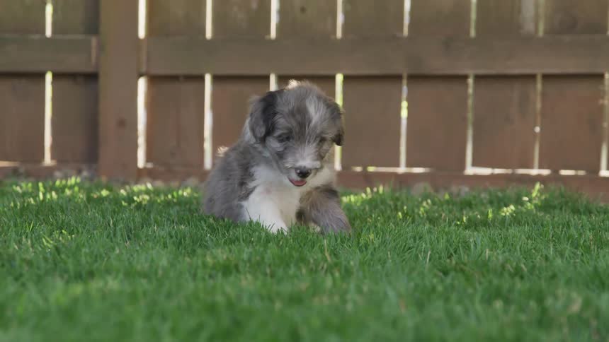 A small dog lays down in the grass