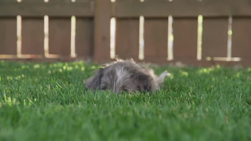 A puppy lies in the grass
