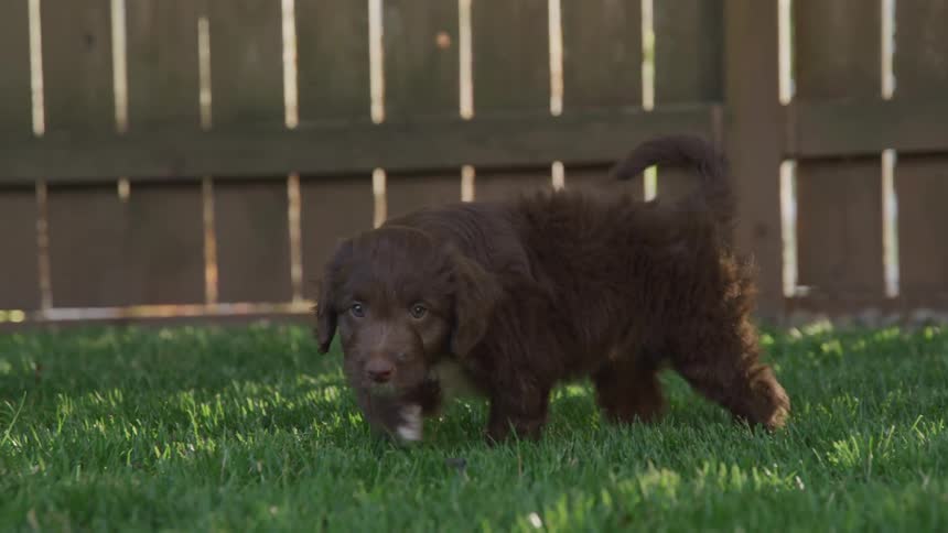 A dog walks through the yard