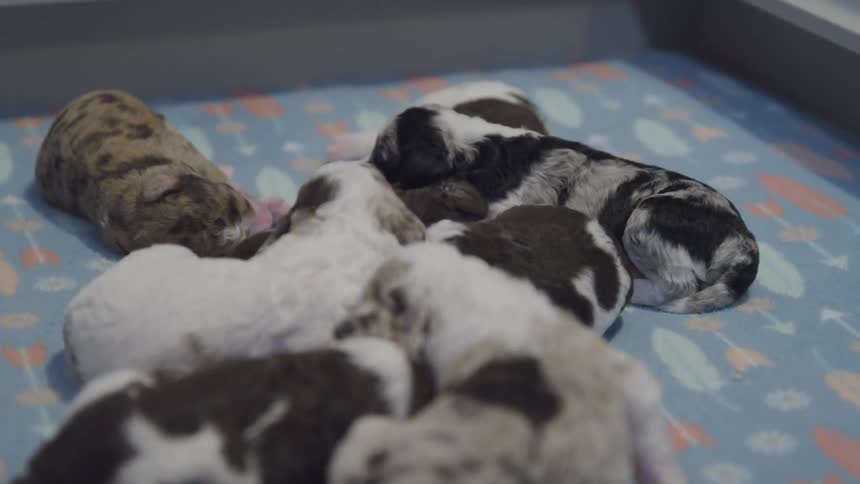 Puppies in a box