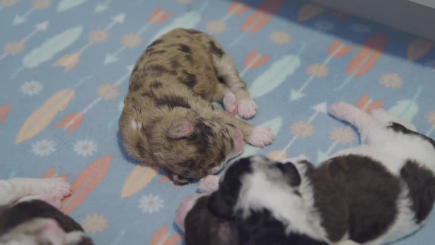 Baby puppy dreaming