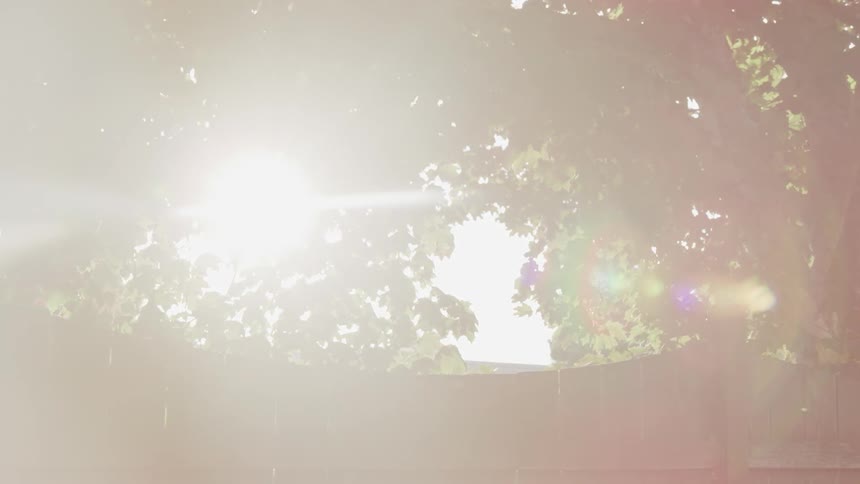 Sunlight shines through trees and over a wood fence on a summer day
