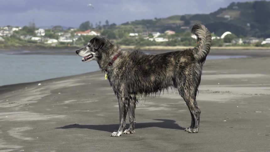 Dog Standing on Shoreline Gazing Out to Sea Under Calm Daylight Coastal Atmosphere.