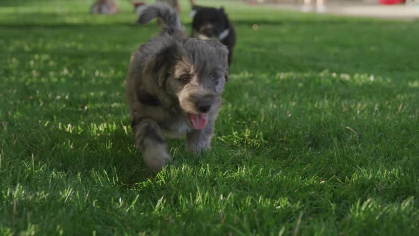 Puppies running through grass