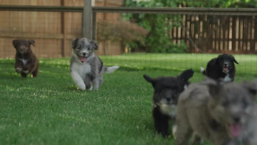 Five puppies running through a fenced in yard