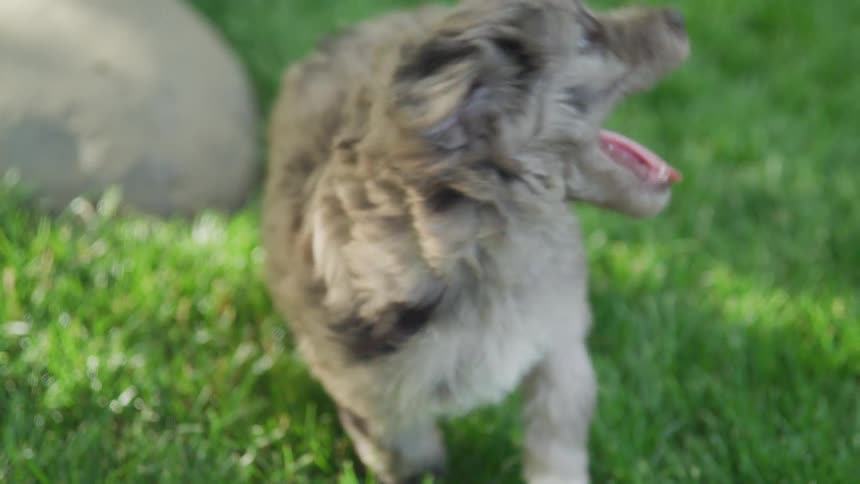 Puppy playing in the grass