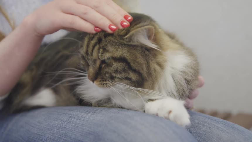 A female pets a cat