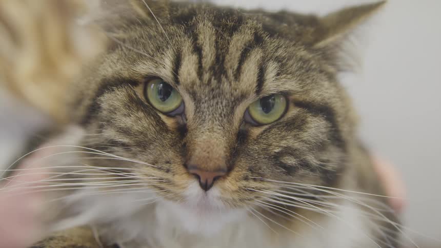 A cat stares into the camera
