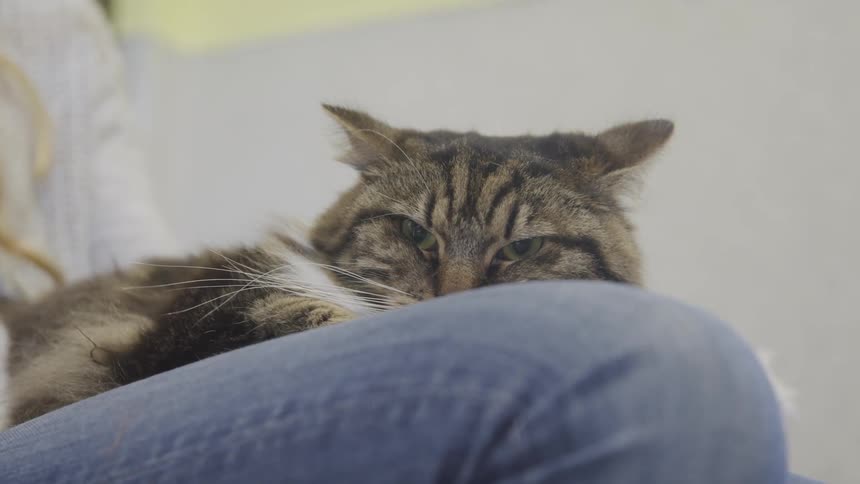 A woman pets a cat that lies on her knee