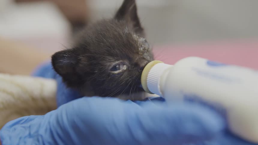 A kitten is being bottle fed