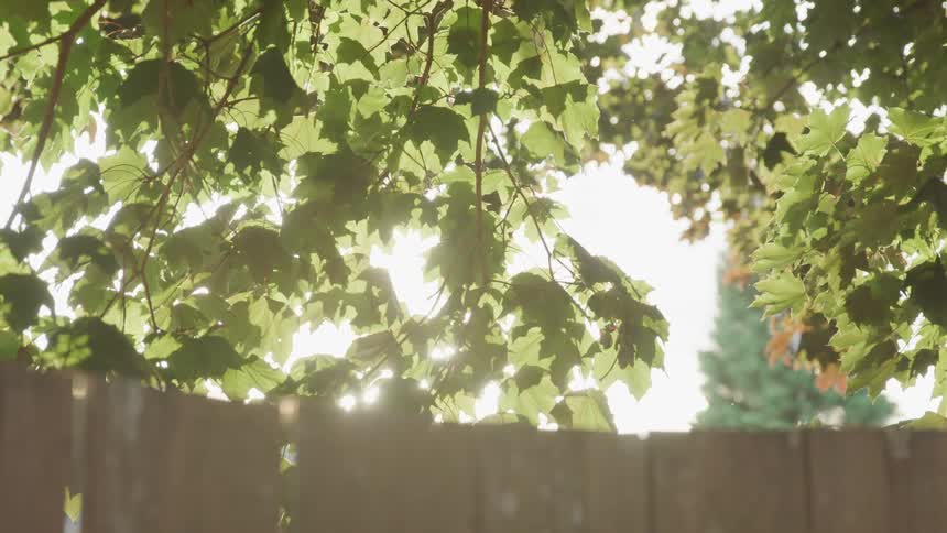 Sun ray through tree leaves