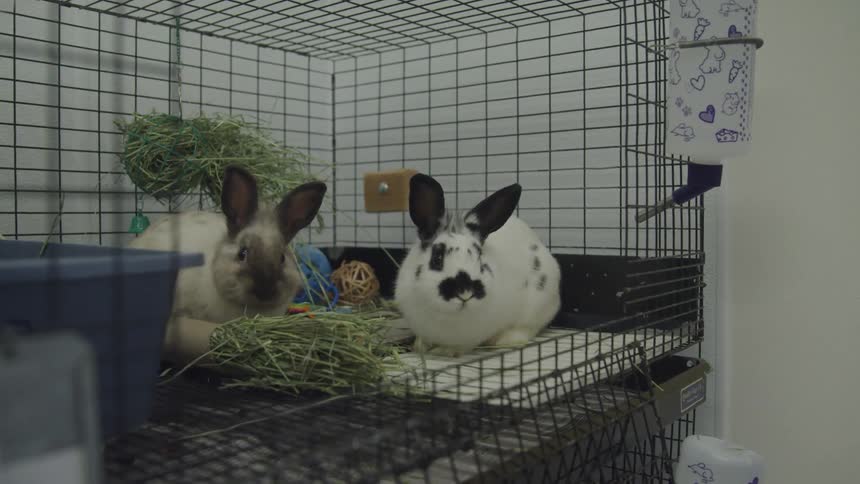 Two rabbits are in a cage