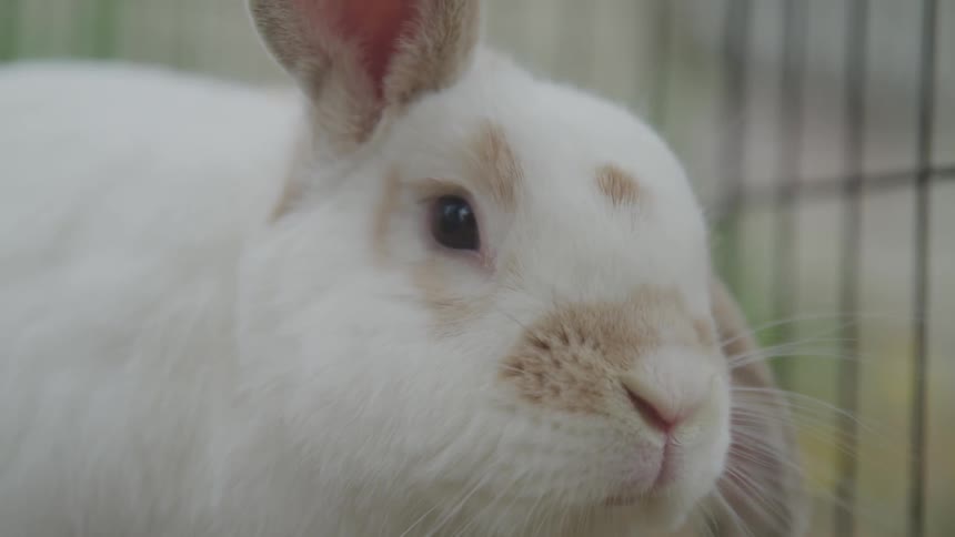White bunny with brown splotches twitches nose