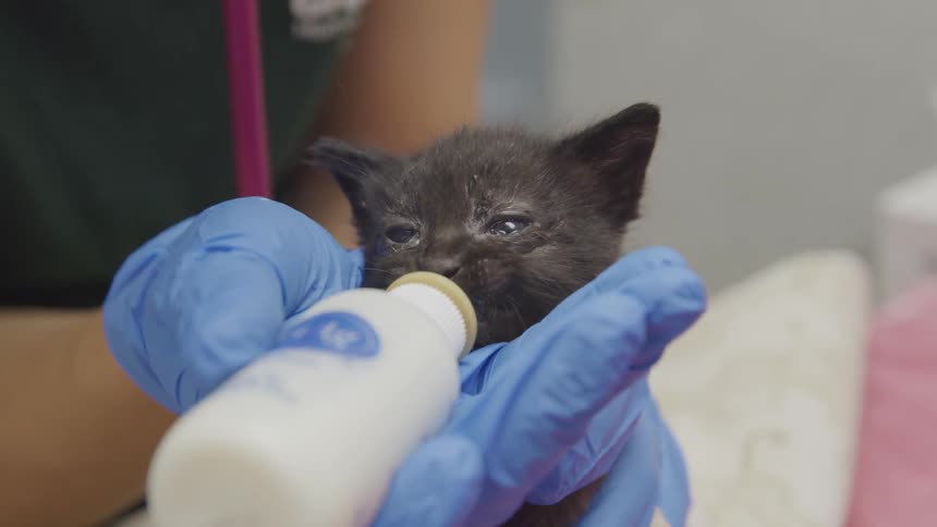 A kitten is getting fed milk by a veterinarian