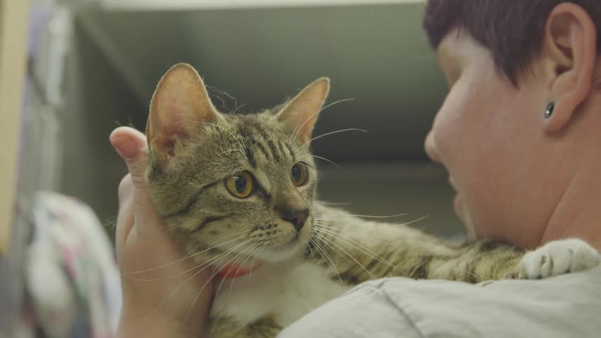 A woman pets a kitten
