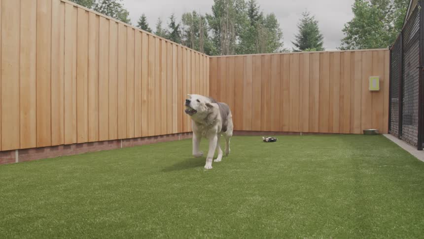 A dog chews on a tennis ball while walking in a grassy backyard