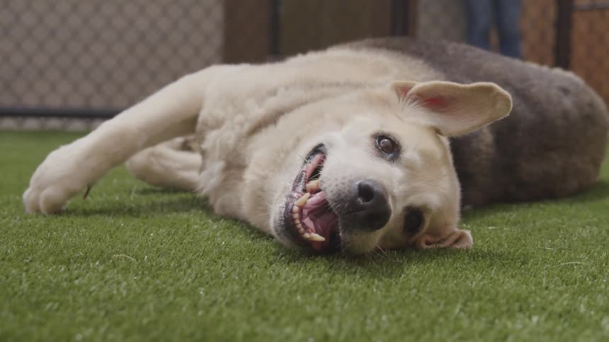 A dog laying down on turf with a person and a chain link fence in the background