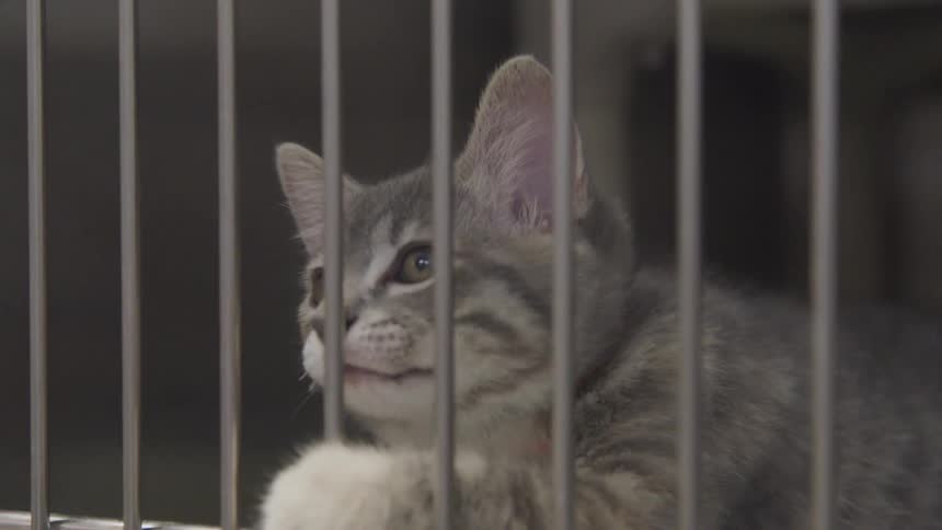 A cat stretches through the kennel