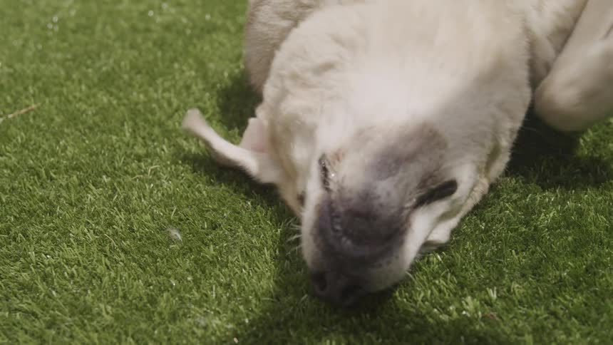 Dog with white fur rolls around outdoors in the grass on a sunny day