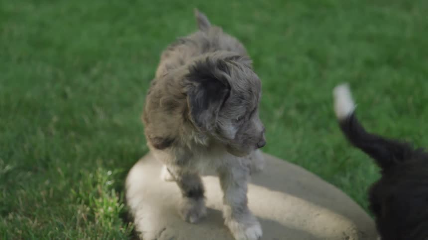 Puppies play on a lawn